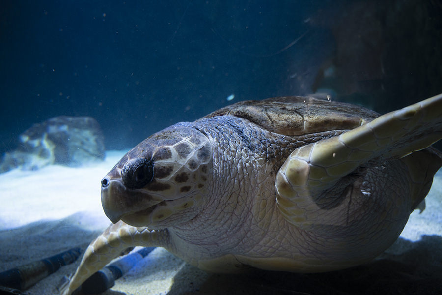 Aquarium de Biarritz