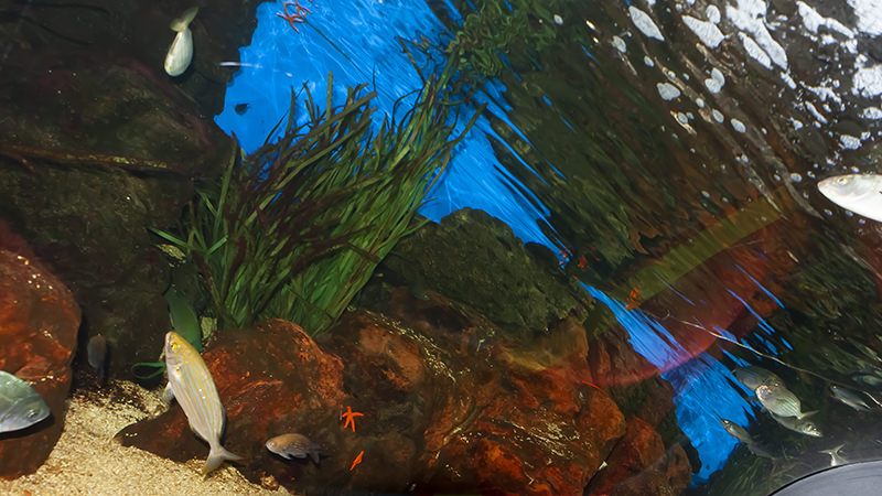 Aquarium Nausicaá
