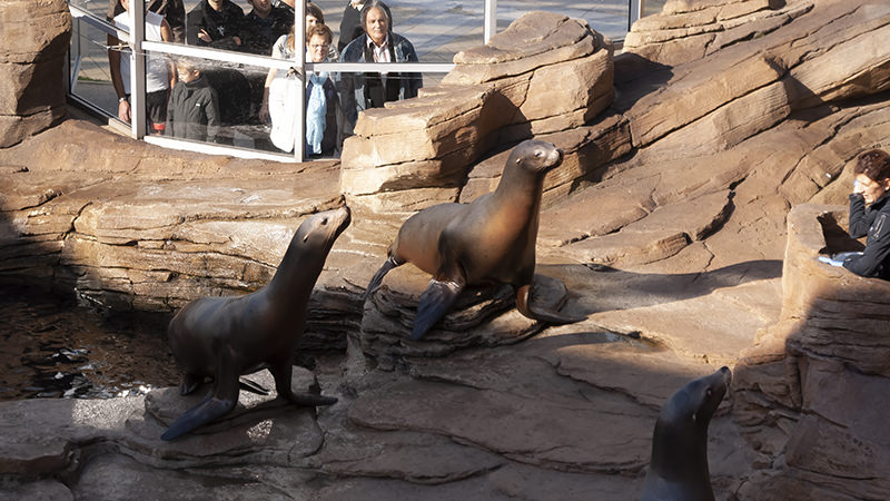Otaries à Nausicaá