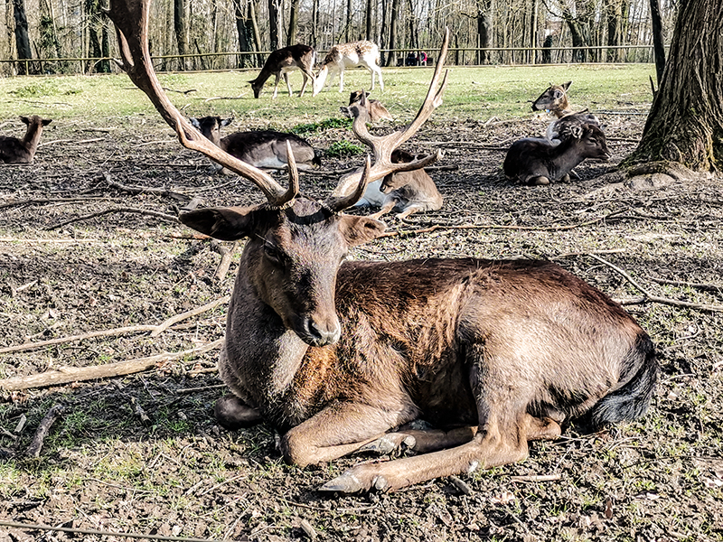 Vie sauvage dans le Spessart