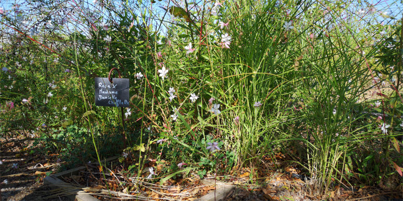 Jardin des plantes Tubéreuse MIP | © Bert Schwarz 2019