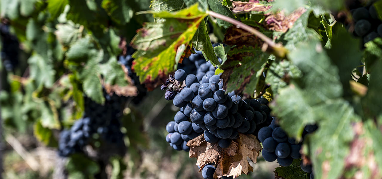 Weintraube, Weinstock | © Bert Schwarz 2020