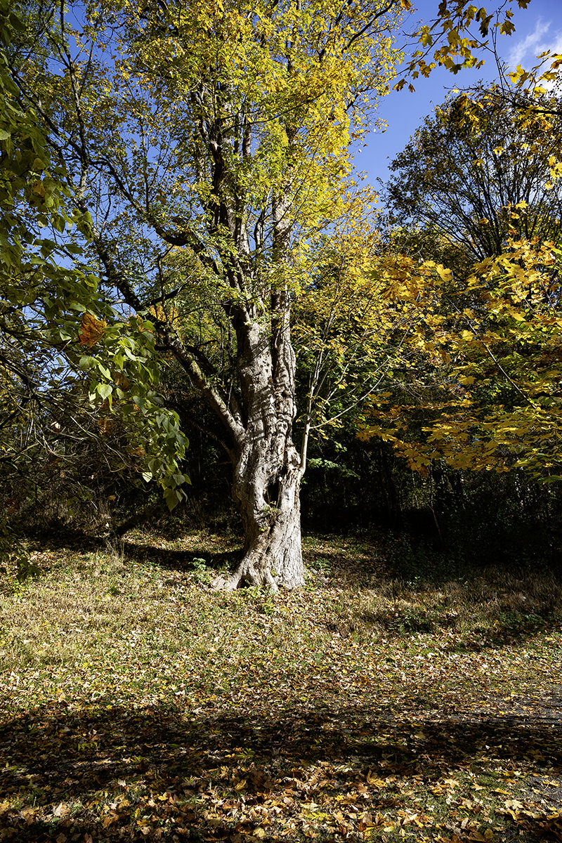 Impression du parc du château