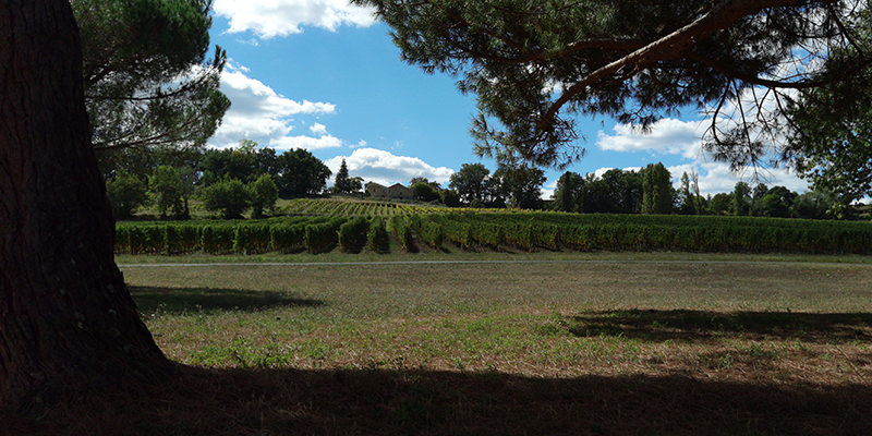 Ambiance du soir sur les vignes | © Bert Schwarz 2026