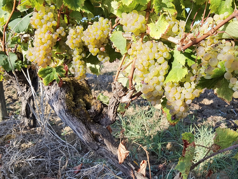 Détail d'un cep de vigne | © Bert Schwarz 2026