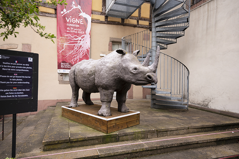 Nashorn Plastik, Platz, Haus, Naturgeschichtliches und Ethnographisches Museum | © Bert Schwarz 2023