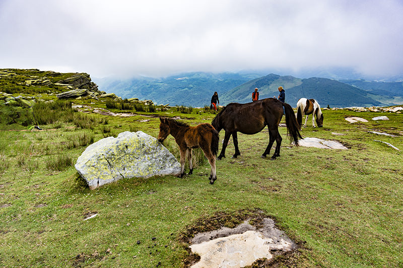 Montagne, prairie, poneys, La Rhune | © Bert Schwarz 2023