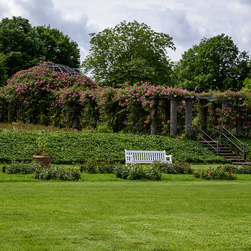 Roseraie de Darmstadt | © Bert Schwarz 2024