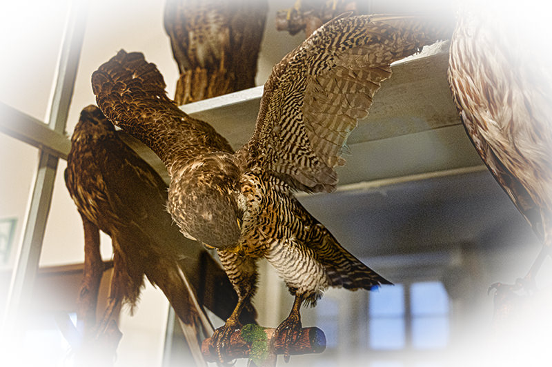 Exposition d'oiseaux dans le musée | © Bert Schwarz 2025