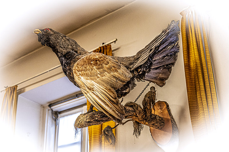 Exposition de grand tétras | © Bert Schwarz 2025