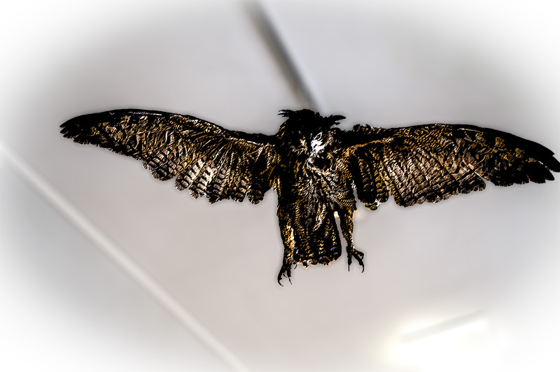 Exposition de grand-duc | © Bert Schwarz 2025