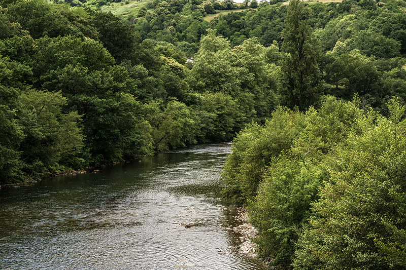 Forêt, la Nive | © Bert Schwarz 2026