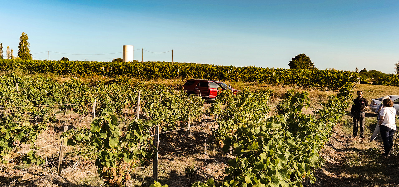 Vendanges au Château Court-les-Muts dans la vallée de la Dordogne