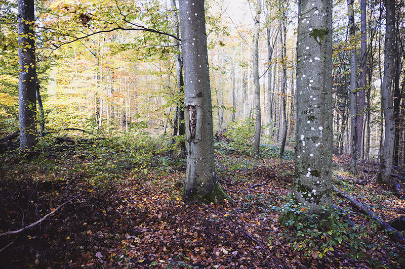 Le Spessart est l'une des plus grandes zones forestières continues d'Allemagne