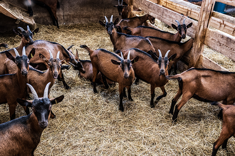 Stall, Ziegen | © Bert Schwarz 2025