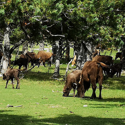 Reservat, Büffel, Büffelkalb, Bäume, Wiese, Wald, Réserve Animalière des Monts d'Azur | © Bert Schwarz 2019
